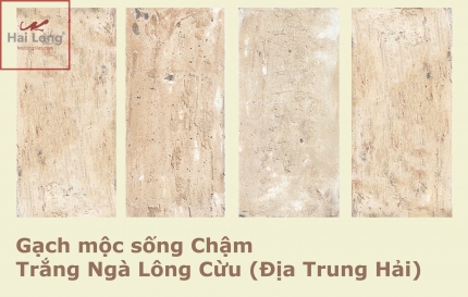 gạch màu trắng ngà